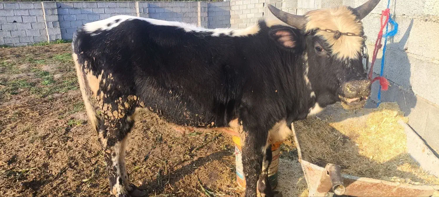 گوساله ای نر محلی|حیوانات مزرعه|خرم‌آباد (تنکابن), |دیوار