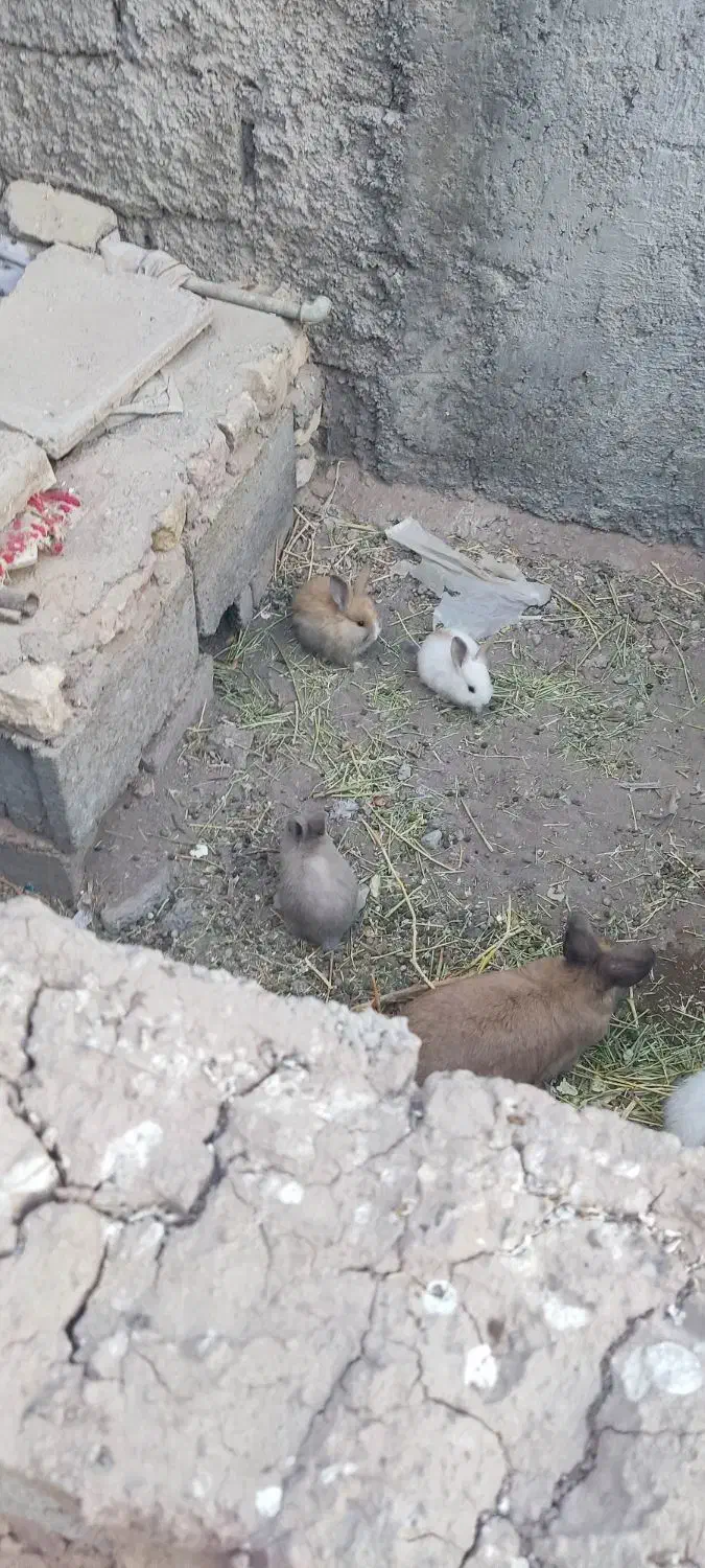 خرگوش|موش و خرگوش|رفسنجان, |دیوار