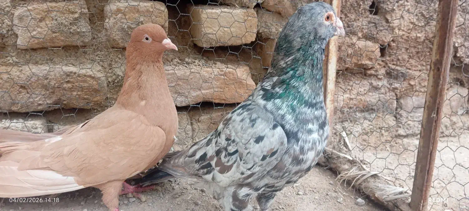 سار زرد|پرنده|فاروج, |دیوار