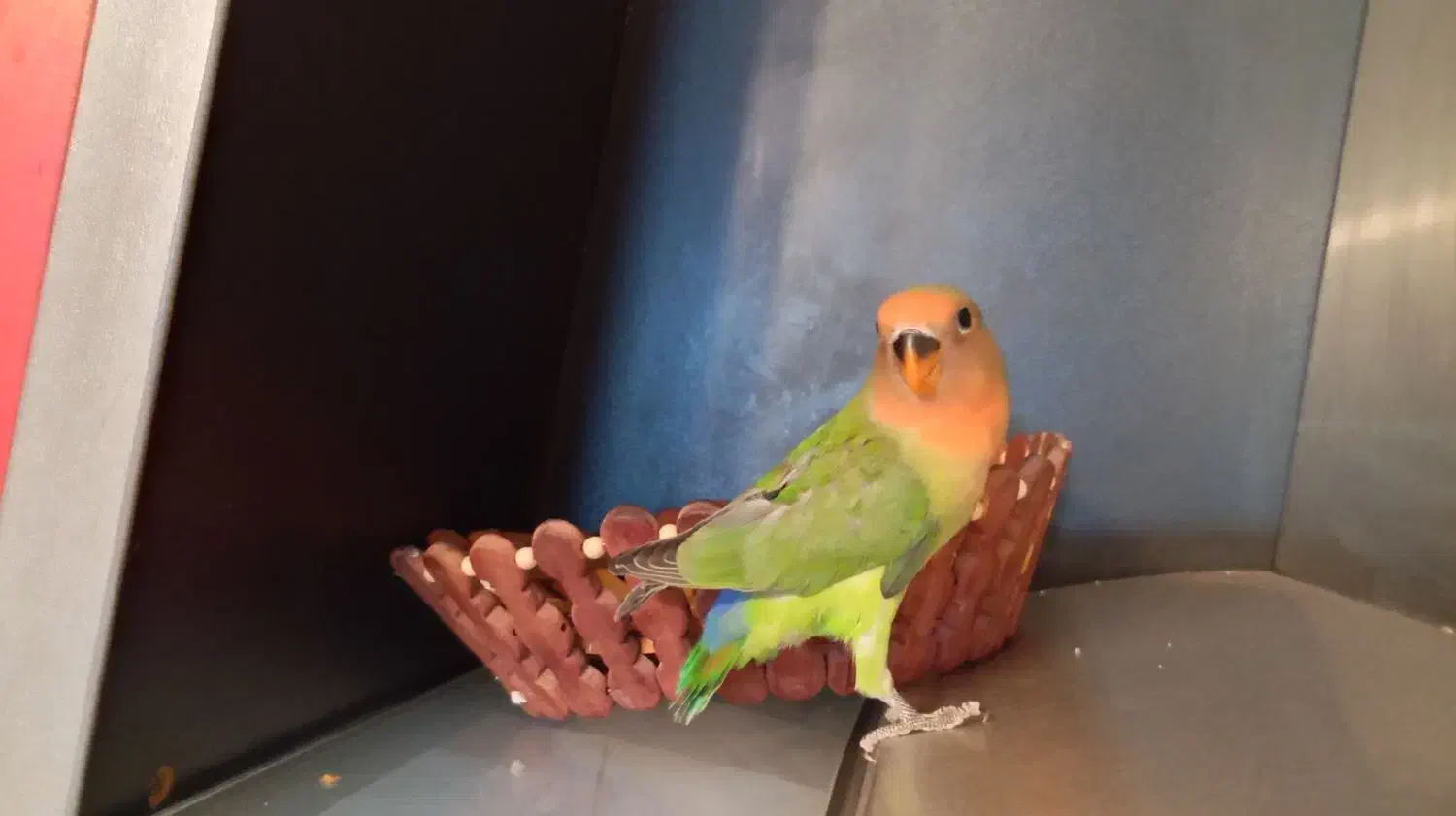 جوجه کوتوله برزیلی|پرنده|طرقبه, |دیوار