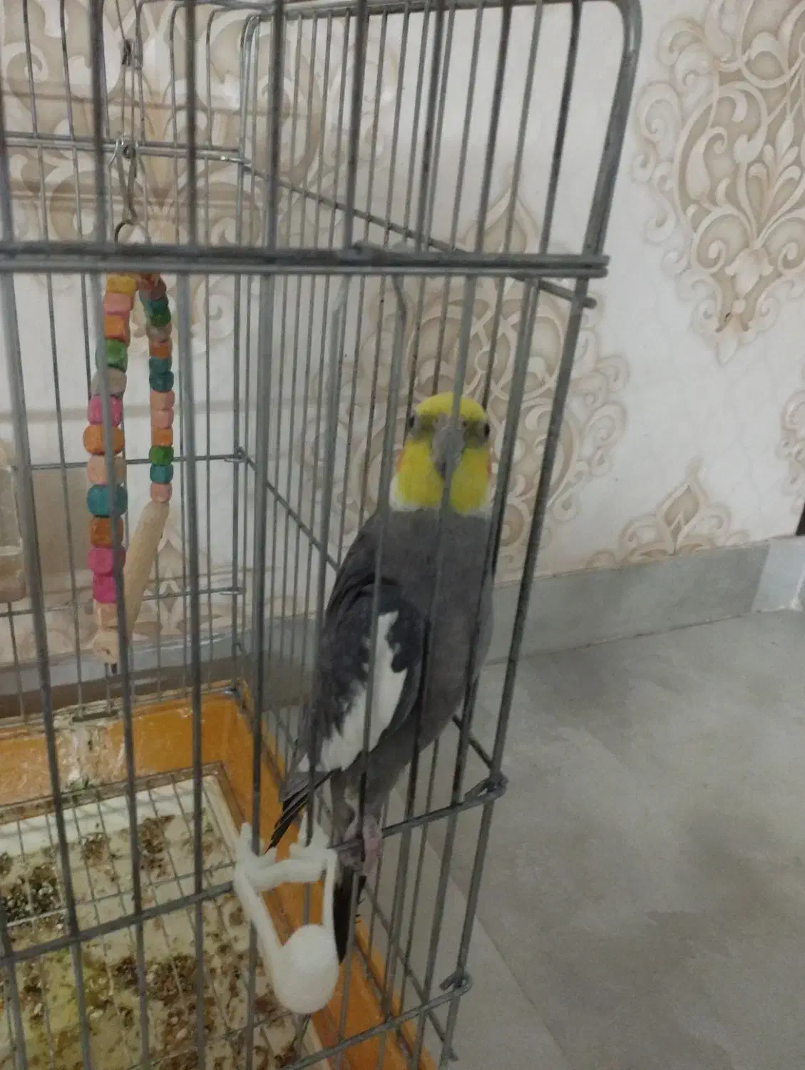 دو عدد عروس هلندی نر|پرنده|مشهد, الهیه|دیوار