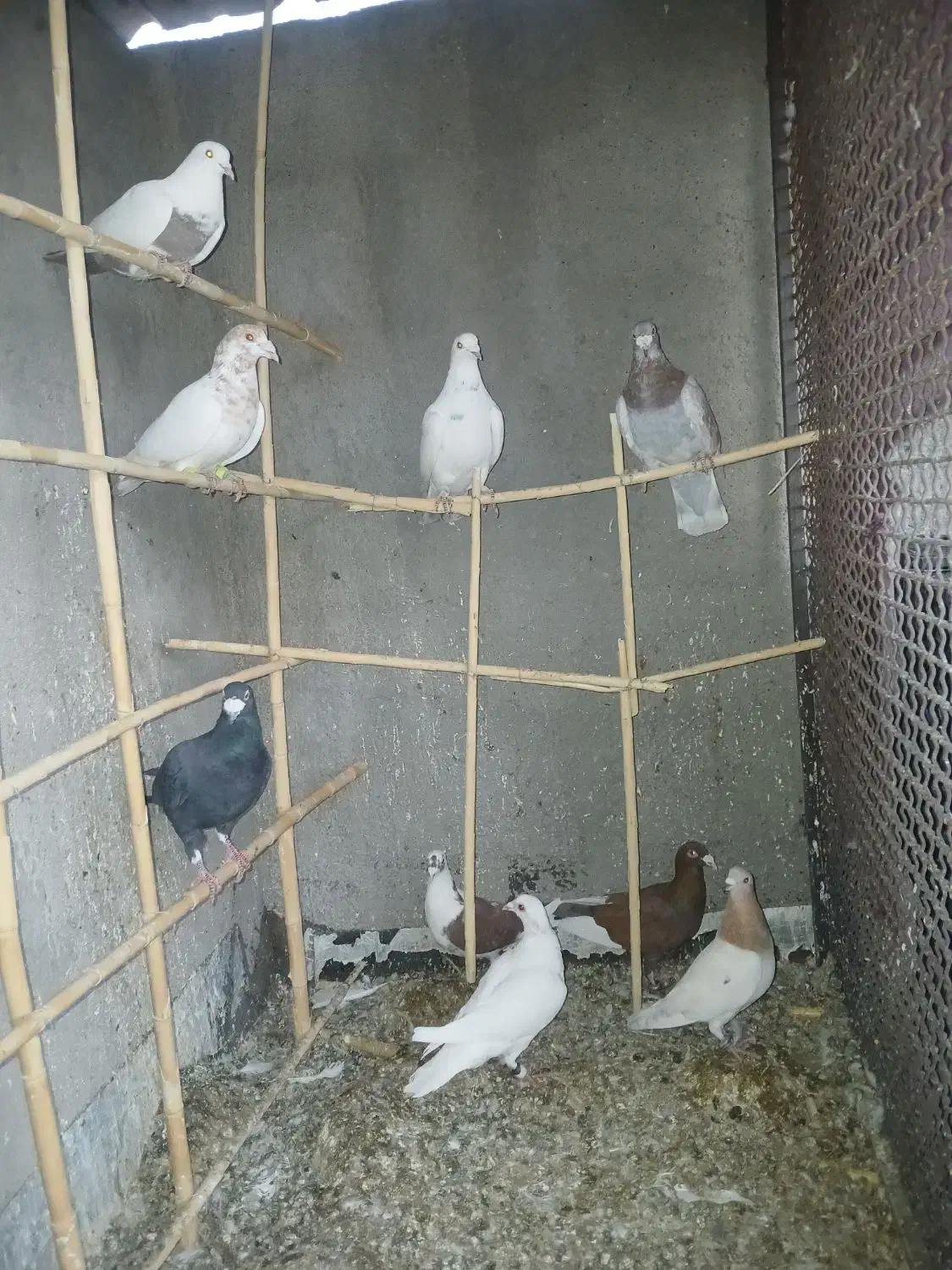 کبوتر|پرنده|هلالی, |دیوار