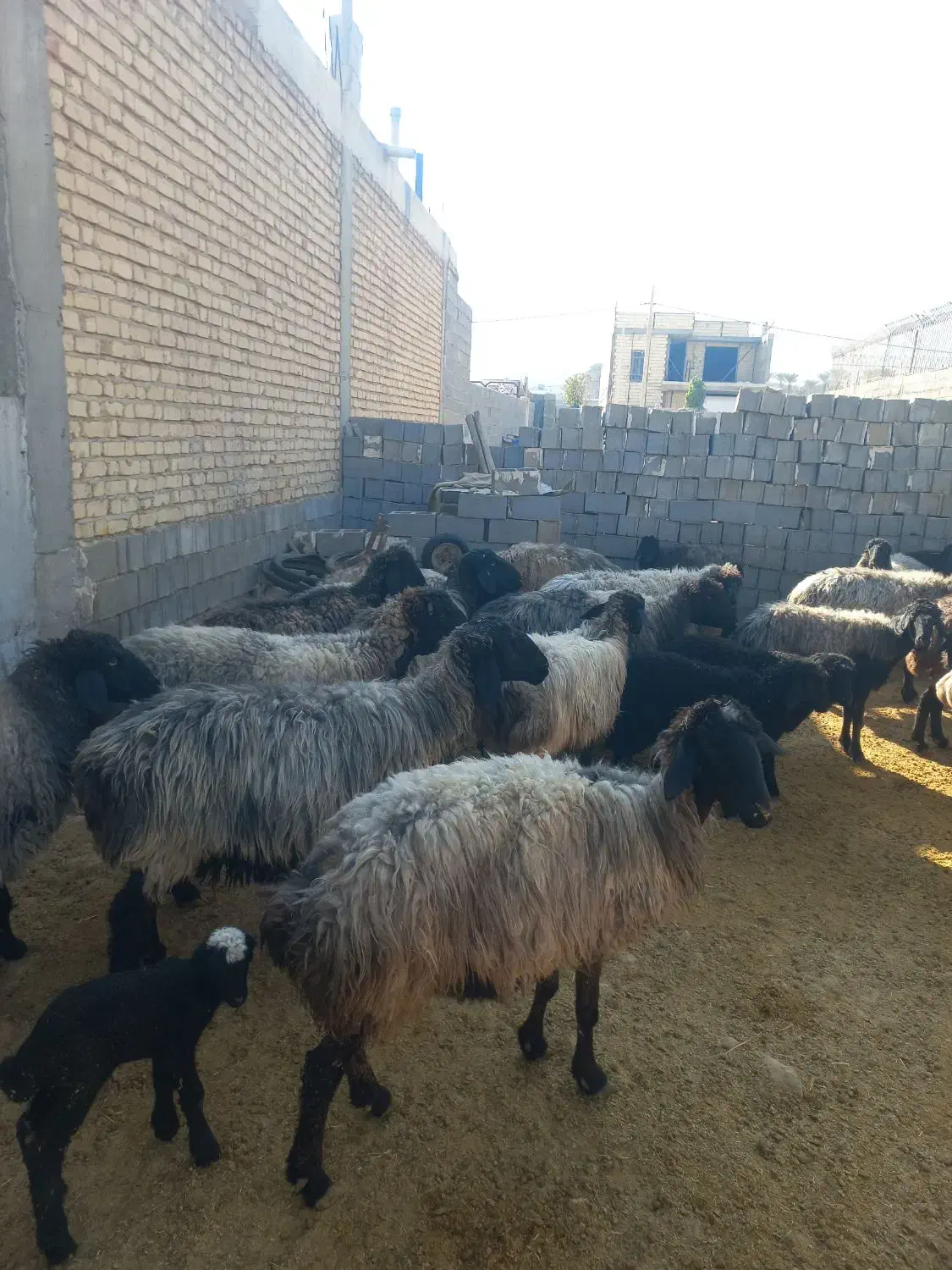 گوسفند|حیوانات مزرعه|جهرم, |دیوار