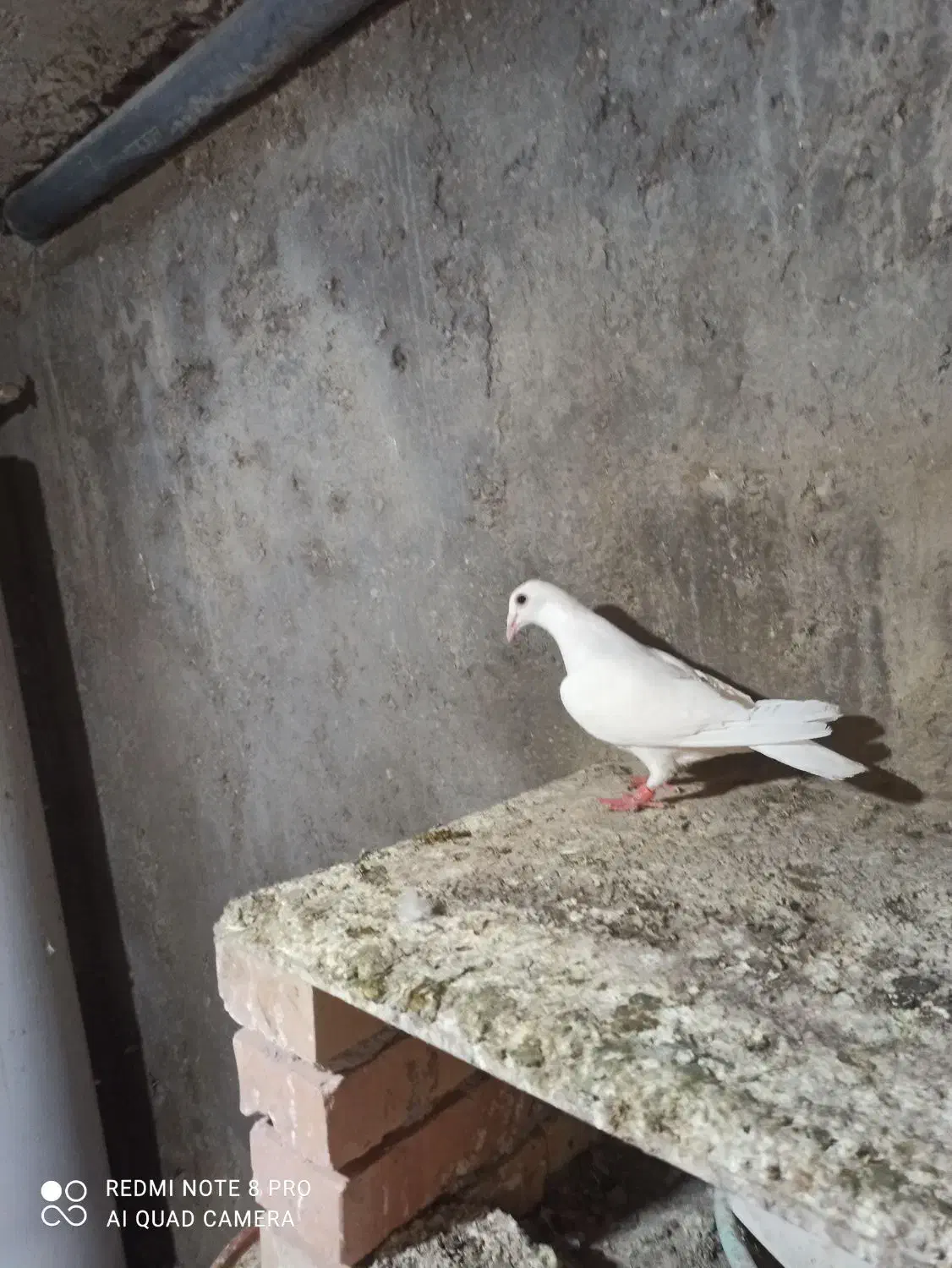 سفید آلمانی|پرنده|نگین شهر, |دیوار