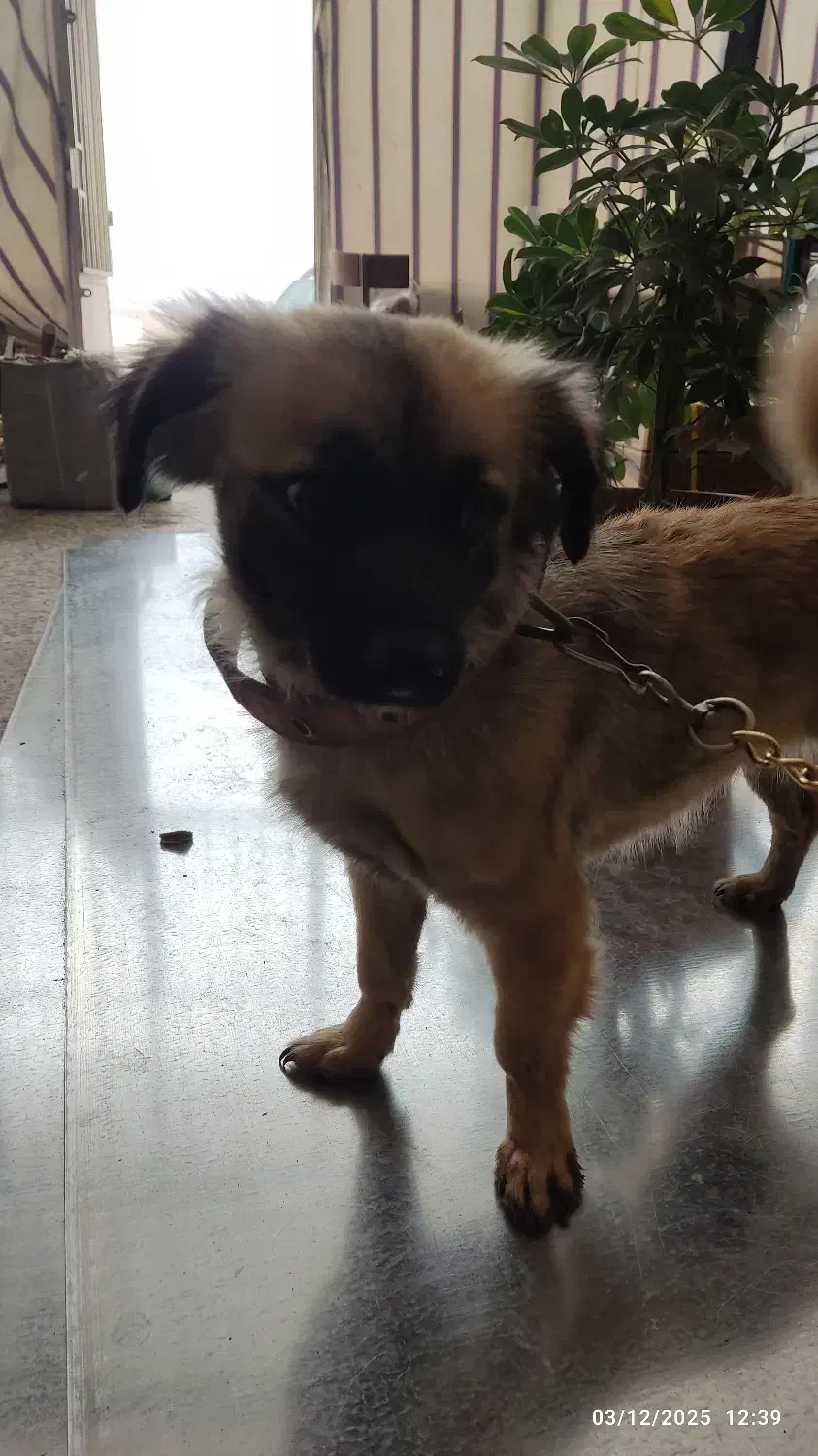 سگ پاپی اصفهان|سگ|شهرضا, |دیوار