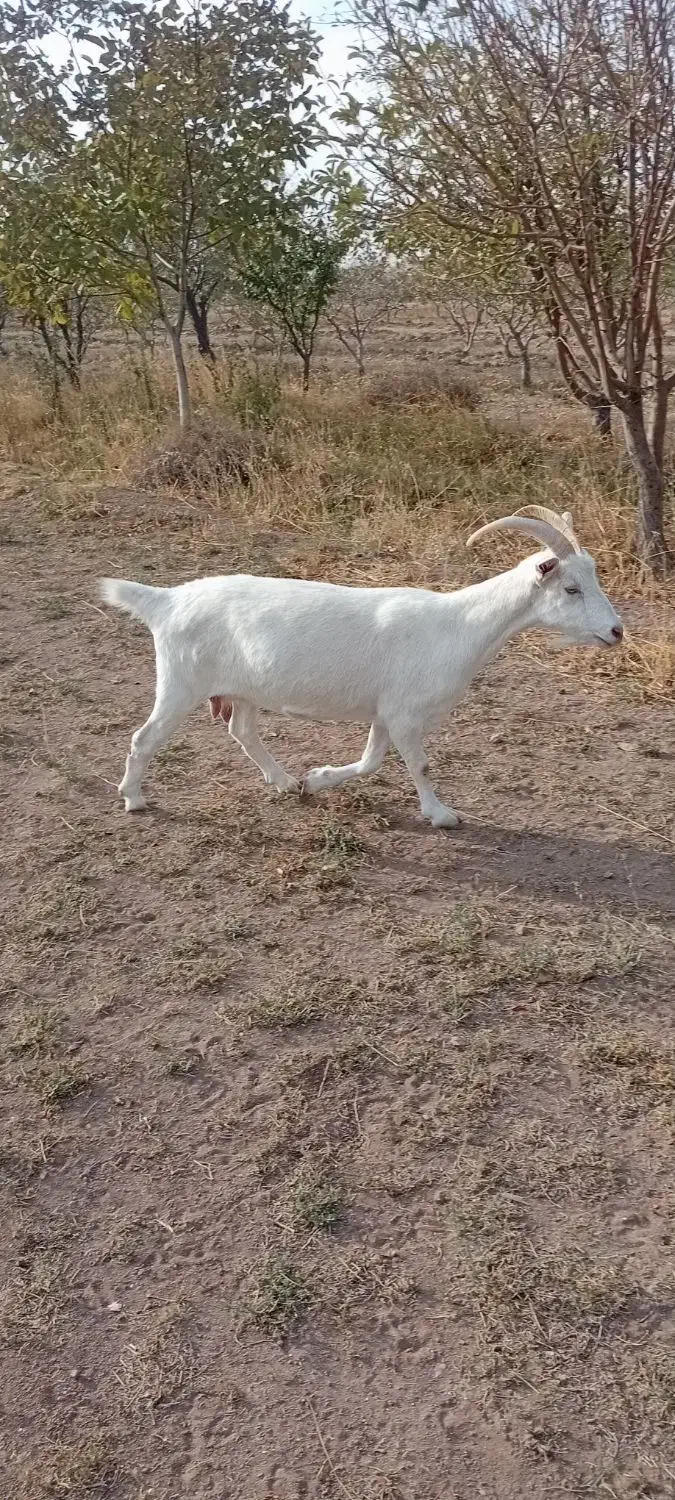 بز سانن|حیوانات مزرعه|دشتابی, |دیوار