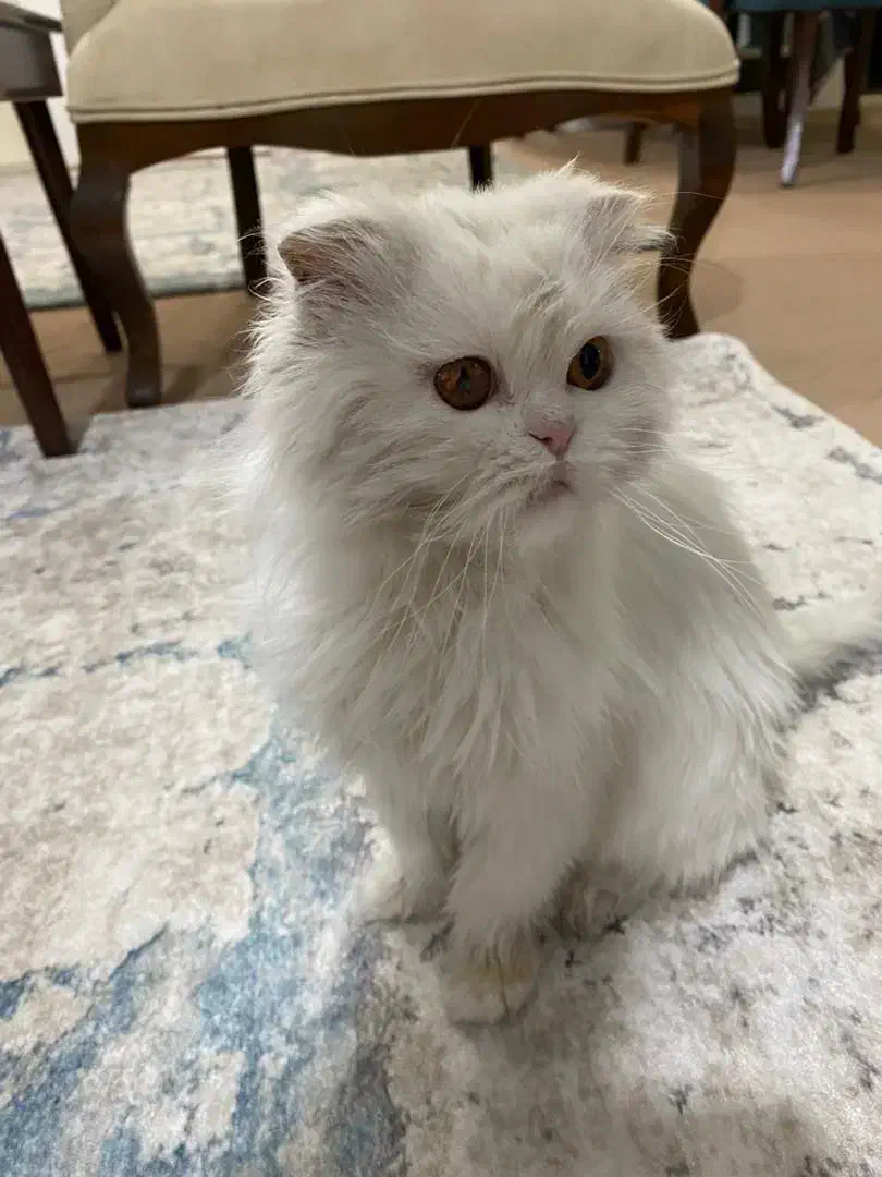 گربه اسکاتیش|گربه|میاندوآب, |دیوار