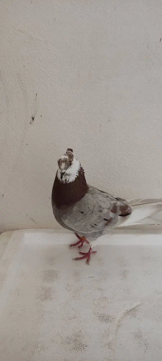 کبوتر|پرنده|رشت, انصاری|دیوار