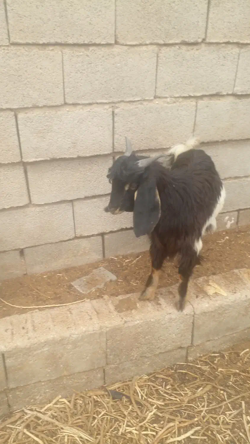 فروش کهره|حیوانات مزرعه|نی‌ریز, |دیوار