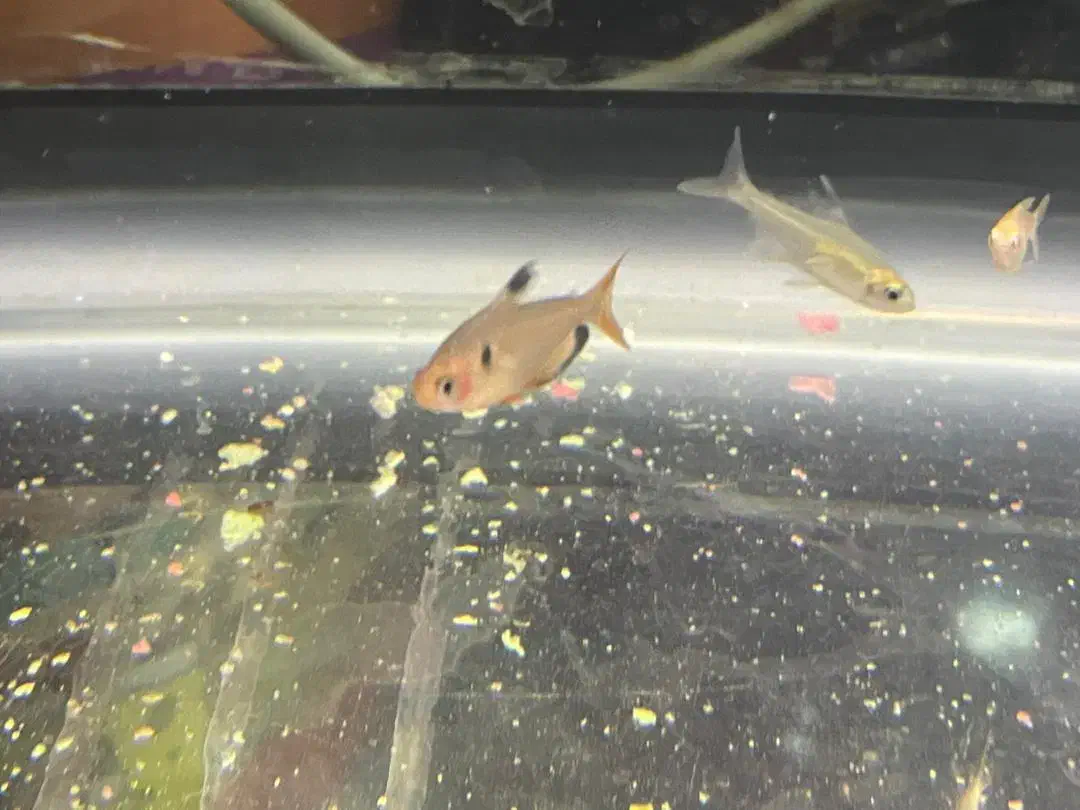 تترا،گوپی،مولی|ماهی|دوگنبدان, |دیوار