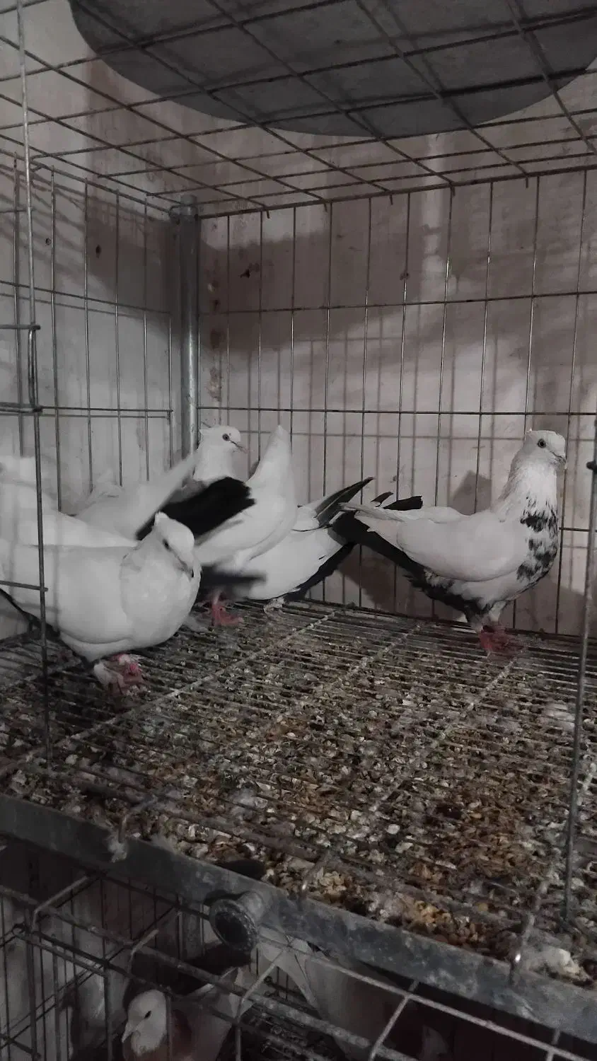 کبوتر نقش زینتی|پرنده|مبارکه, |دیوار