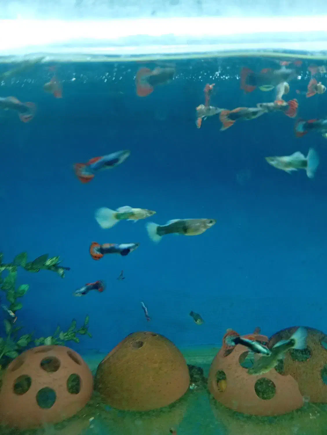 ماهی ویال|ماهی|تهران, گلچین|دیوار