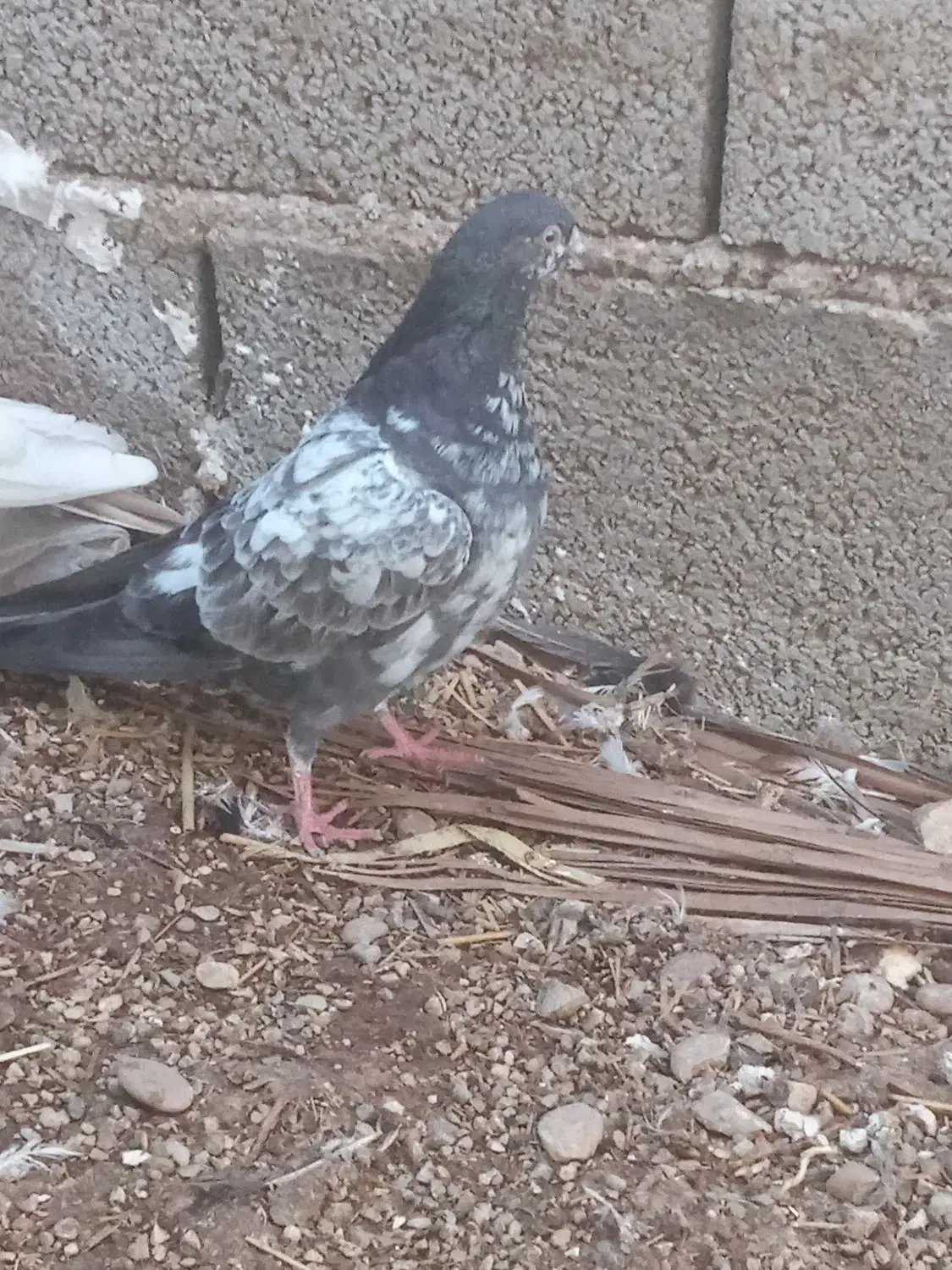 کفتر|پرنده|آبپخش, |دیوار