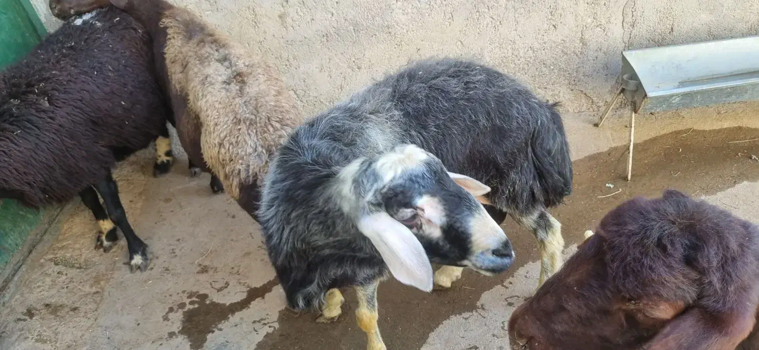 دوتا قوچ قزل افشار|حیوانات مزرعه|تیکمه داش, |دیوار