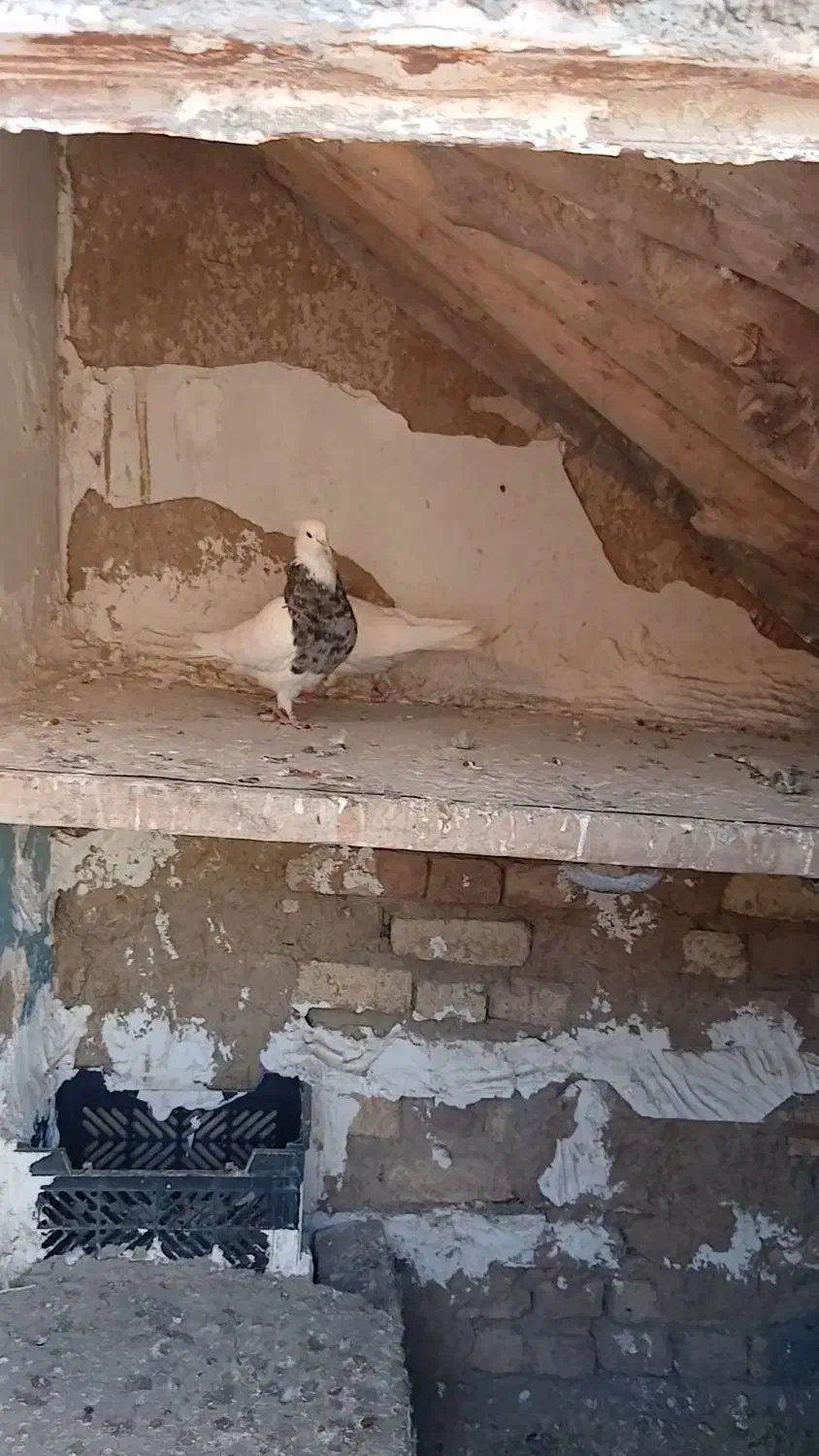 کبوتر طوقی|پرنده|سنقر, |دیوار