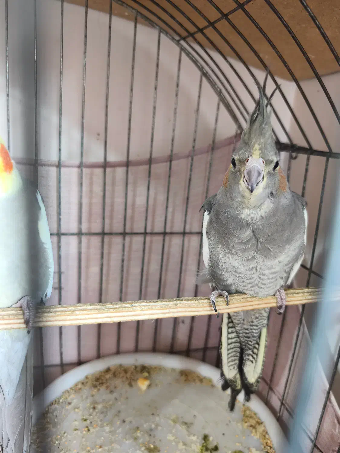 عروس هلندی|پرنده|محمدشهر, شهرک پیام (مهرالبرز)|دیوار