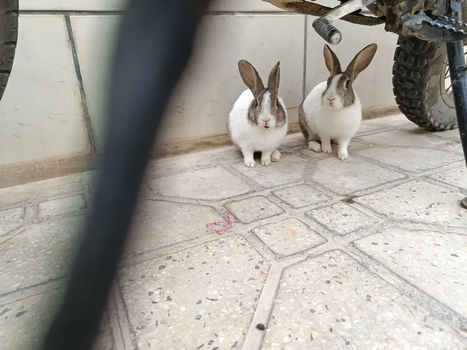 خرگوش|موش و خرگوش|جهرم, |دیوار