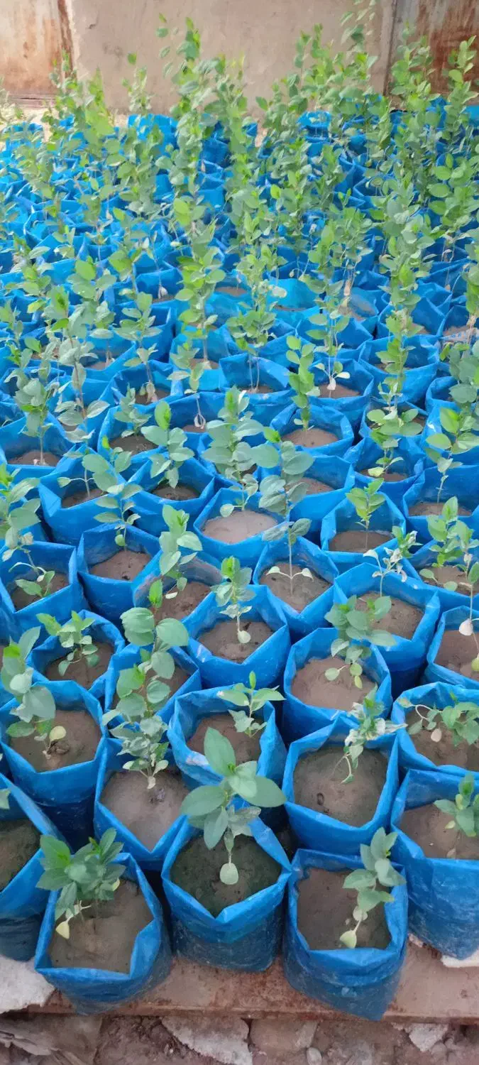 نهال کنار|گل و گیاه طبیعی|اهرم, |دیوار