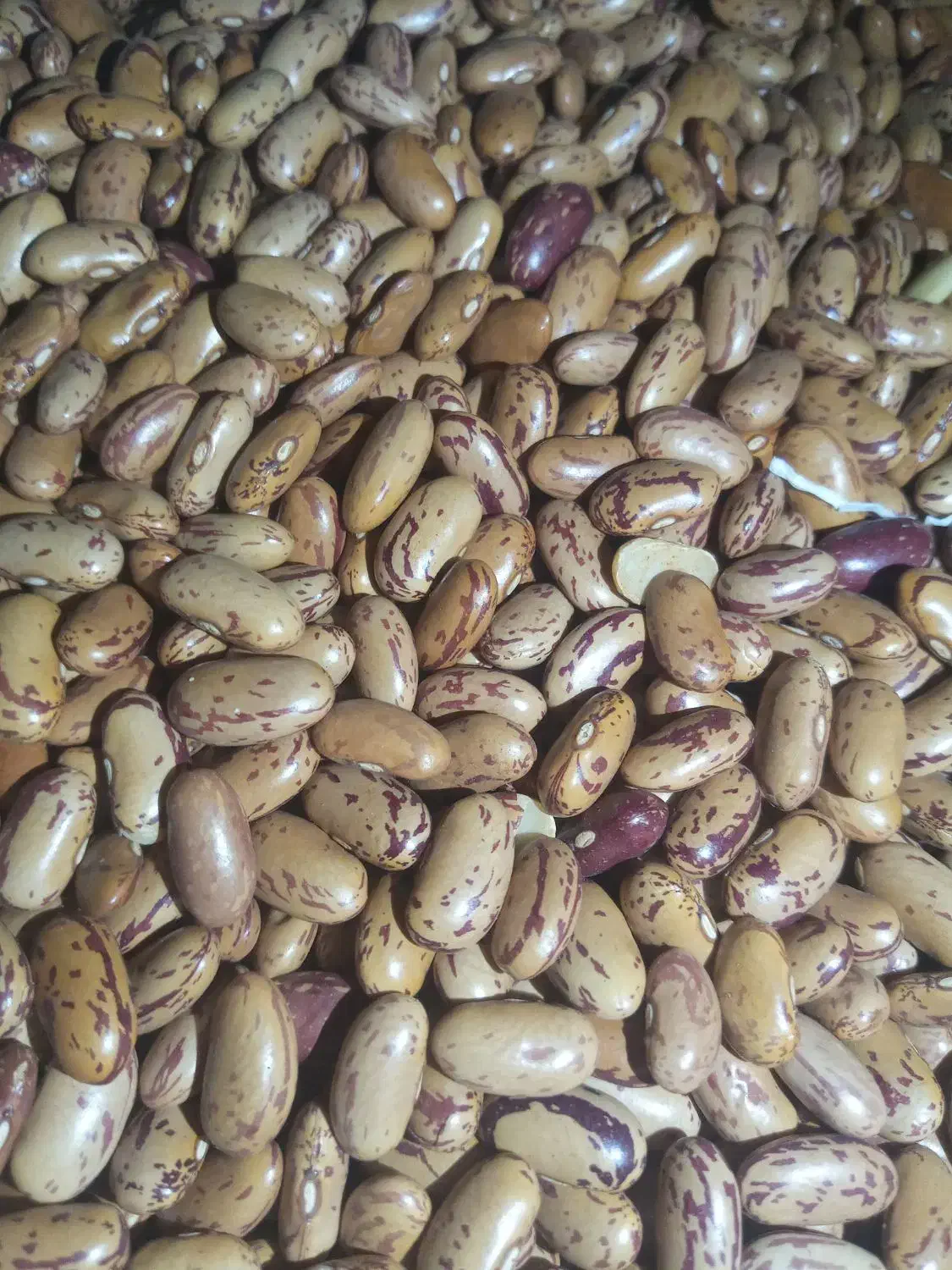 لوبیا چیتی درجه یک زنجان|عمدهفروشی|سوسنگرد, |دیوار