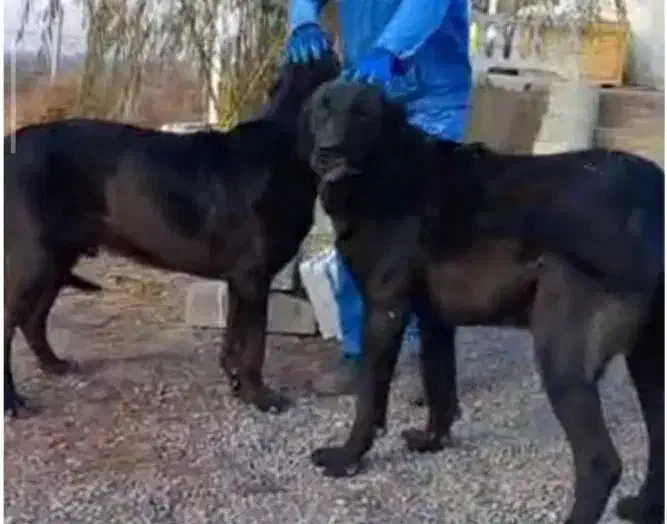 دو سگ گمشده|حیوانات|مرند, |دیوار