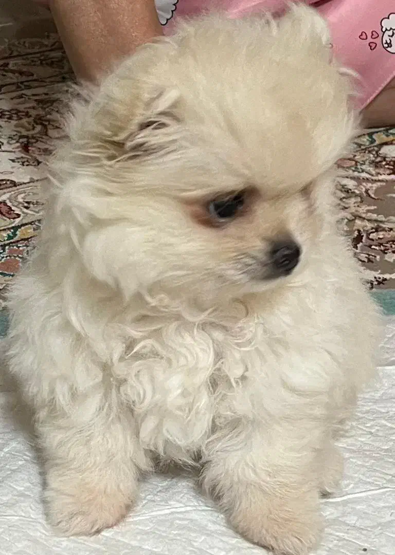 واگذاری هاپو پامر خرسی|سگ|بندر انزلی, جزیره|دیوار