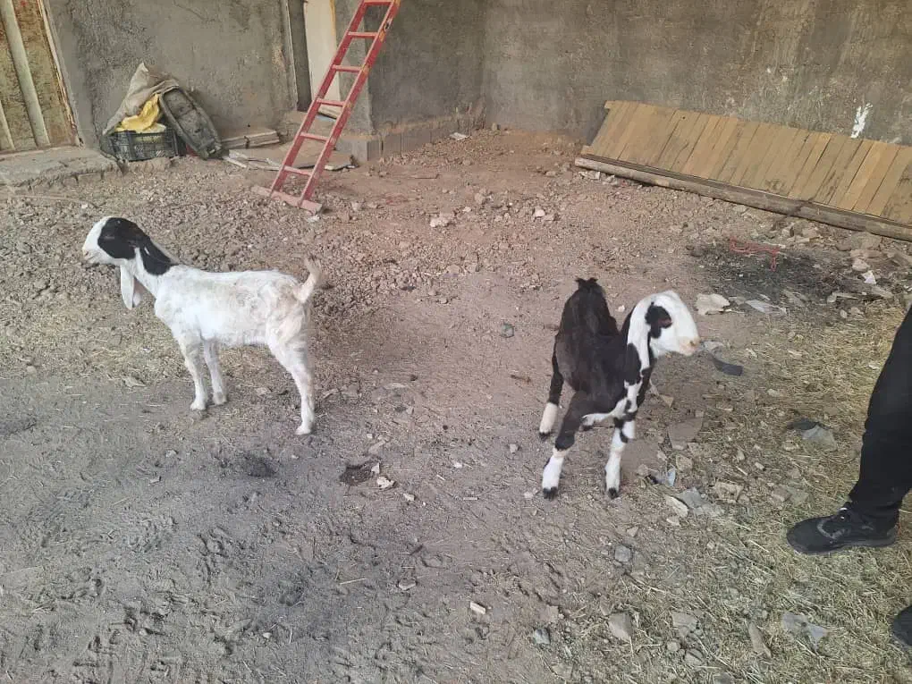 بزها اصفهان هستن|حیوانات مزرعه|اصفهان, سعادتآباد|دیوار