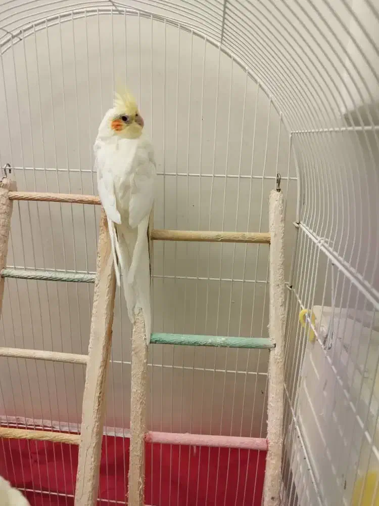 عروس هلندی لوتینو ماده|پرنده|اصفهان, ملک|دیوار