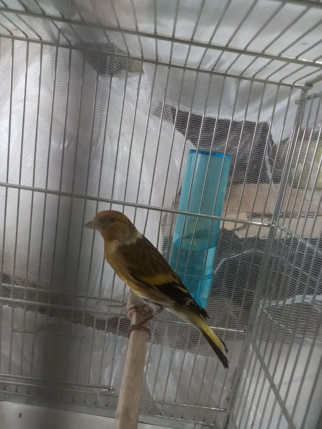 سهره قناری جوان|پرنده|بندر انزلی, گلسرخ|دیوار