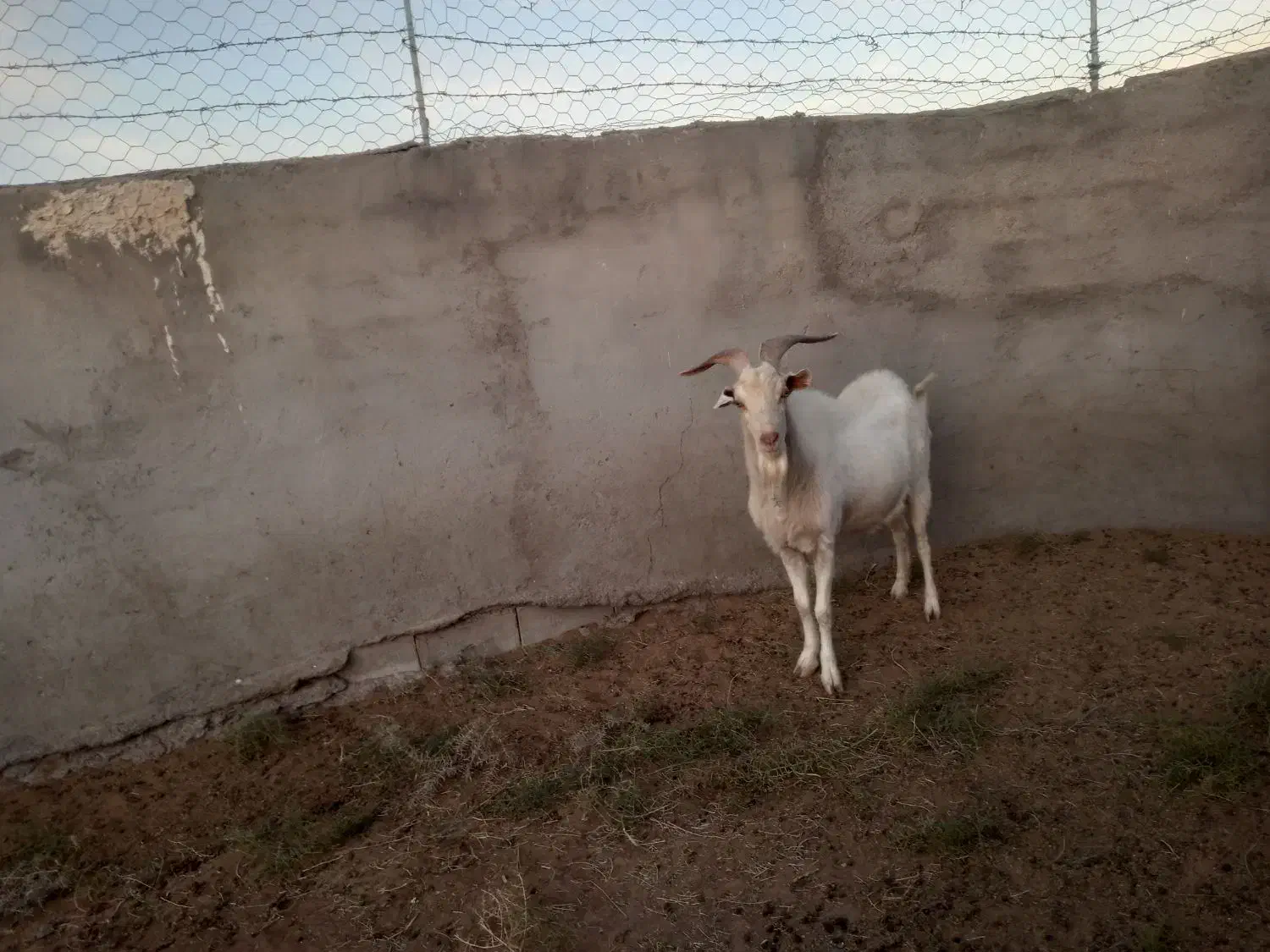 نربز سانن و بز و بزغاله سانن|حیوانات مزرعه|قائن, |دیوار