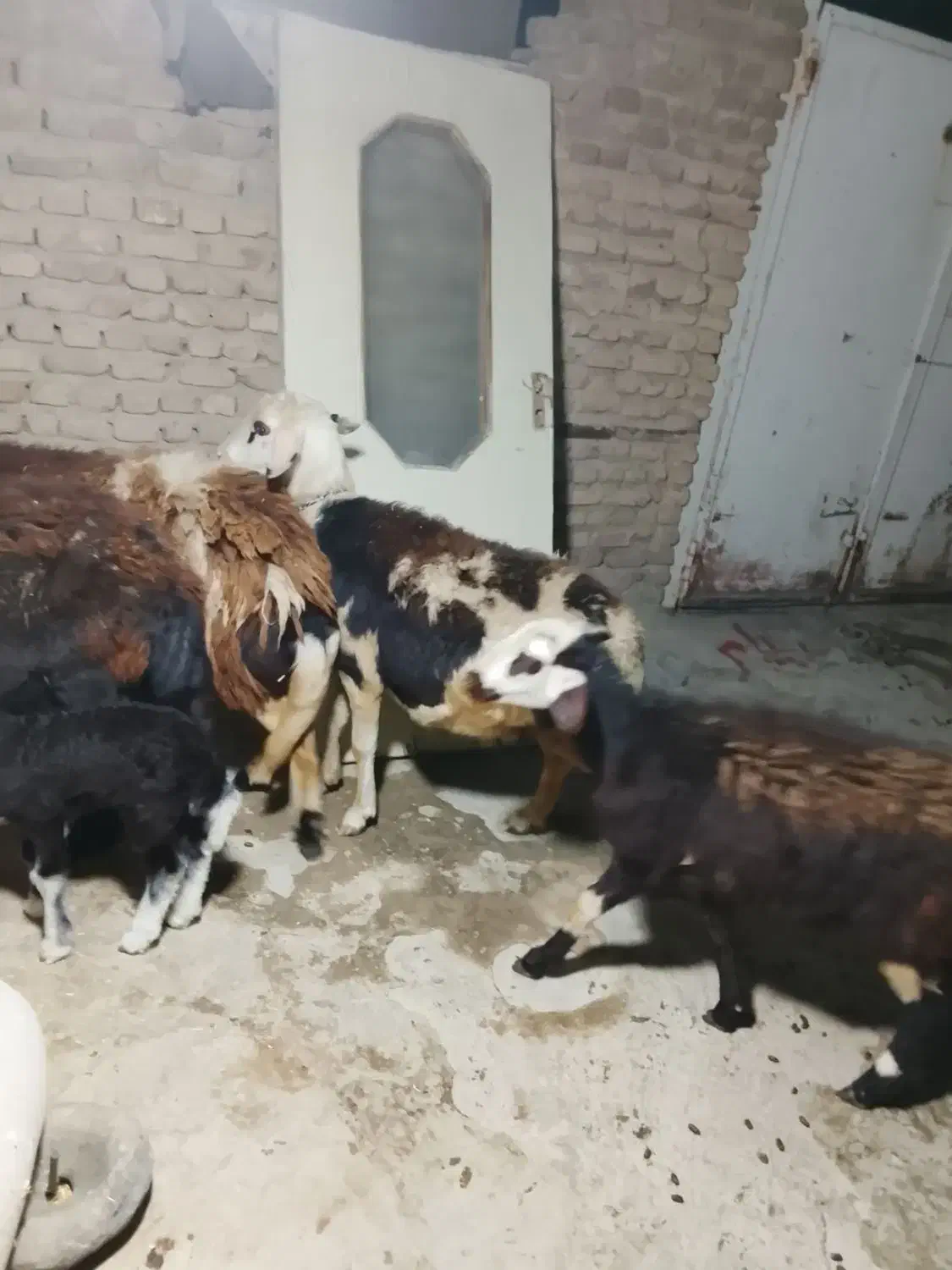 پنج عدد میش|حیوانات مزرعه|شیروان (لرستان), |دیوار