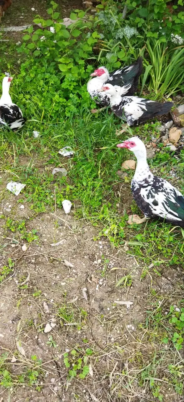 اردک مسکویی (اسراییلی)|حیوانات مزرعه|هلیلان, |دیوار