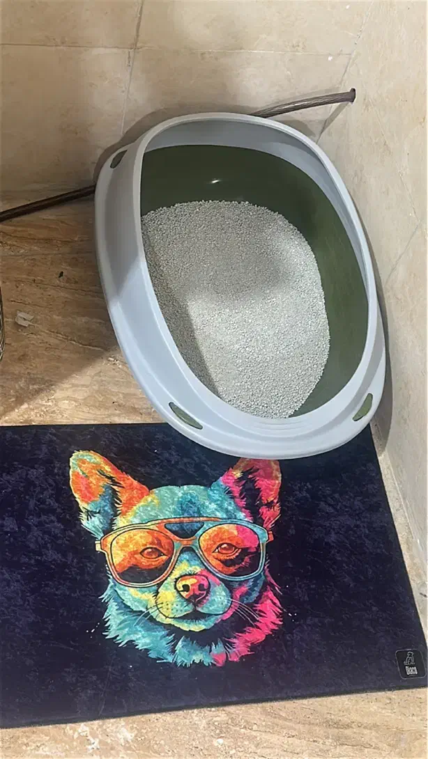 بچه گربه|گربه|قم, وادی السلام|دیوار