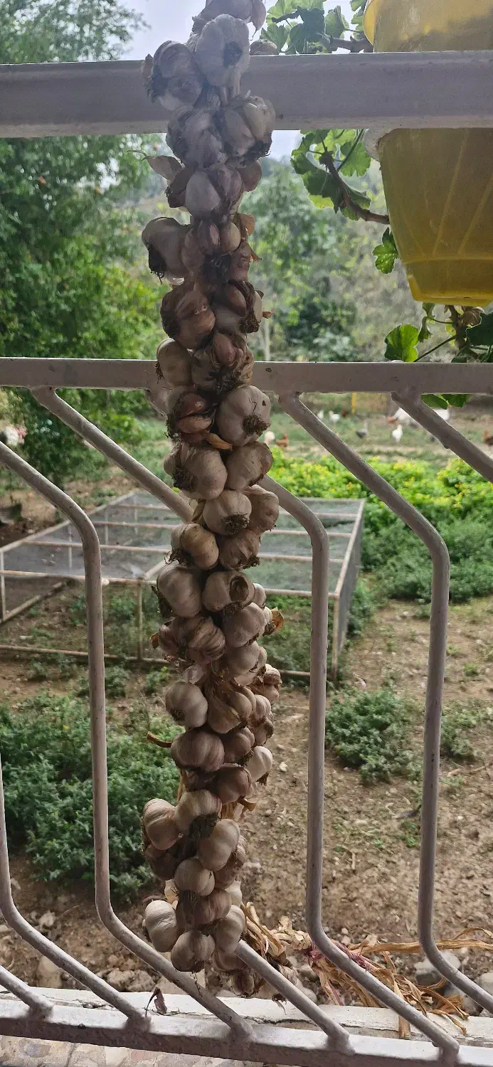 سیرمحلی|خوردنی و آشامیدنی|شاندرمن, |دیوار