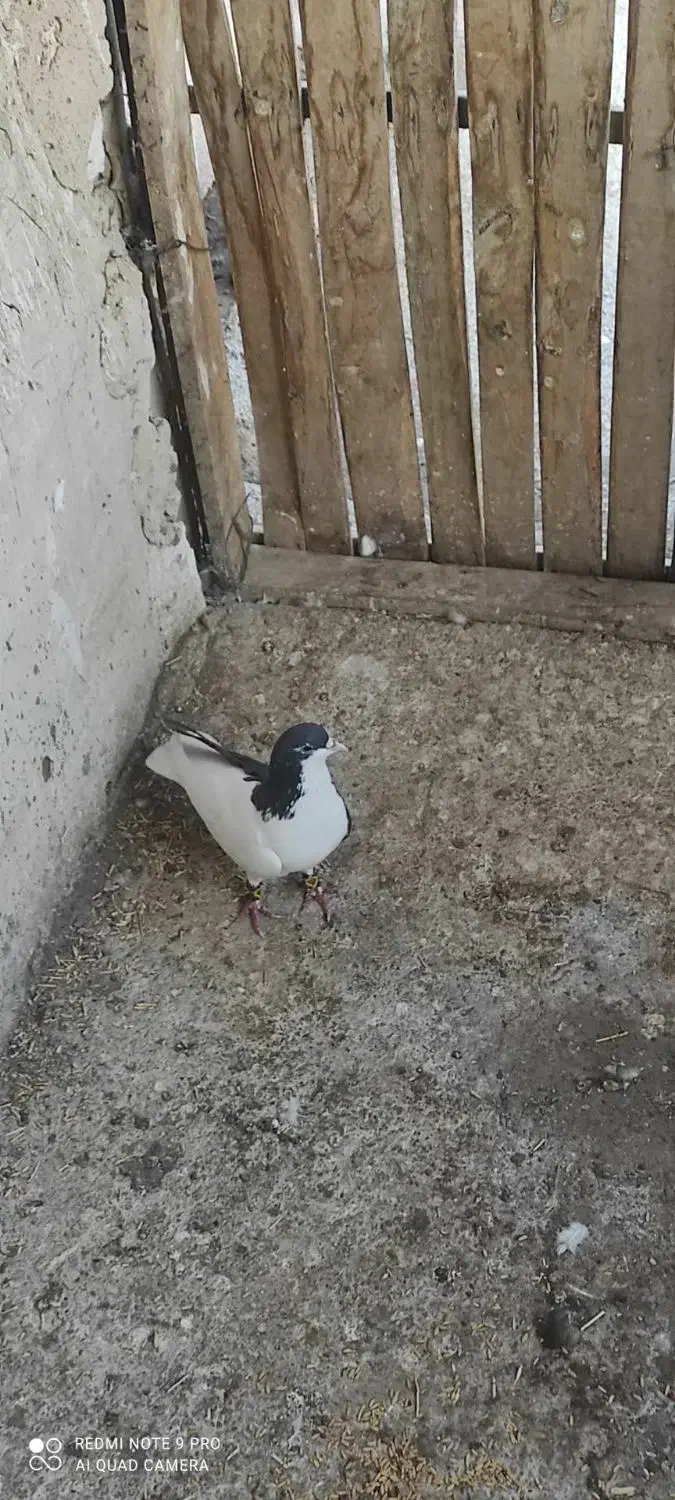 چپ سرخ چپ سیاه چپ‌زرد دم سفید|پرنده|گلبهار, نوبهار|دیوار