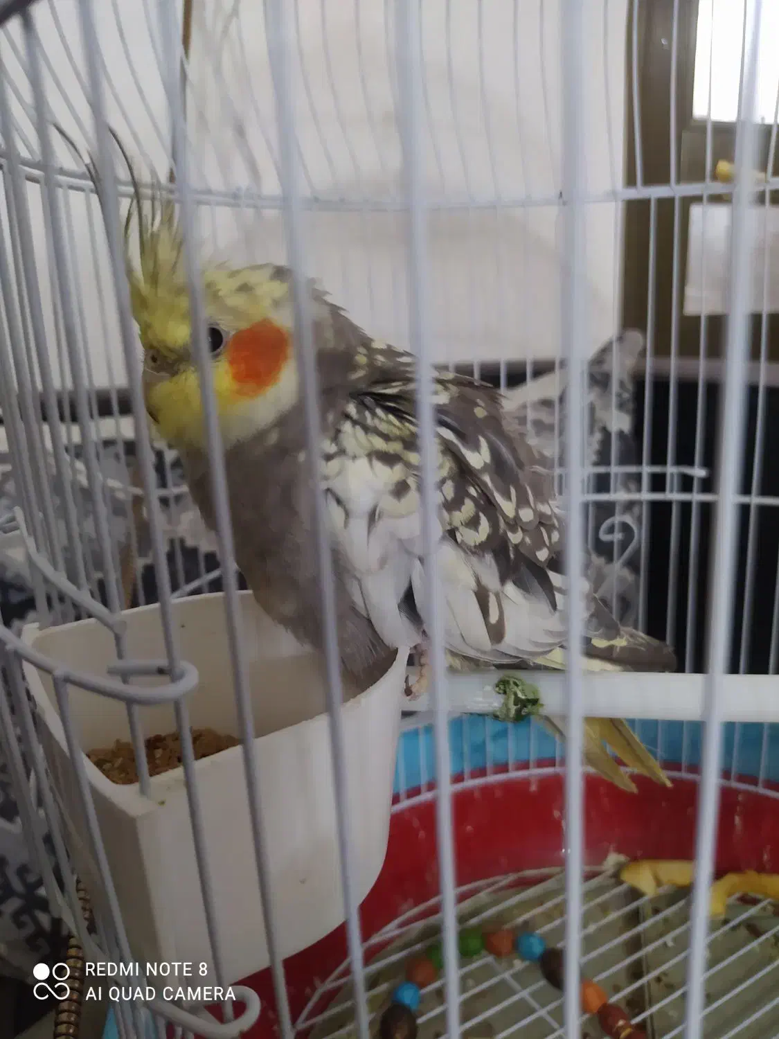 پرنده عروس هلندی|پرنده|شفت, |دیوار