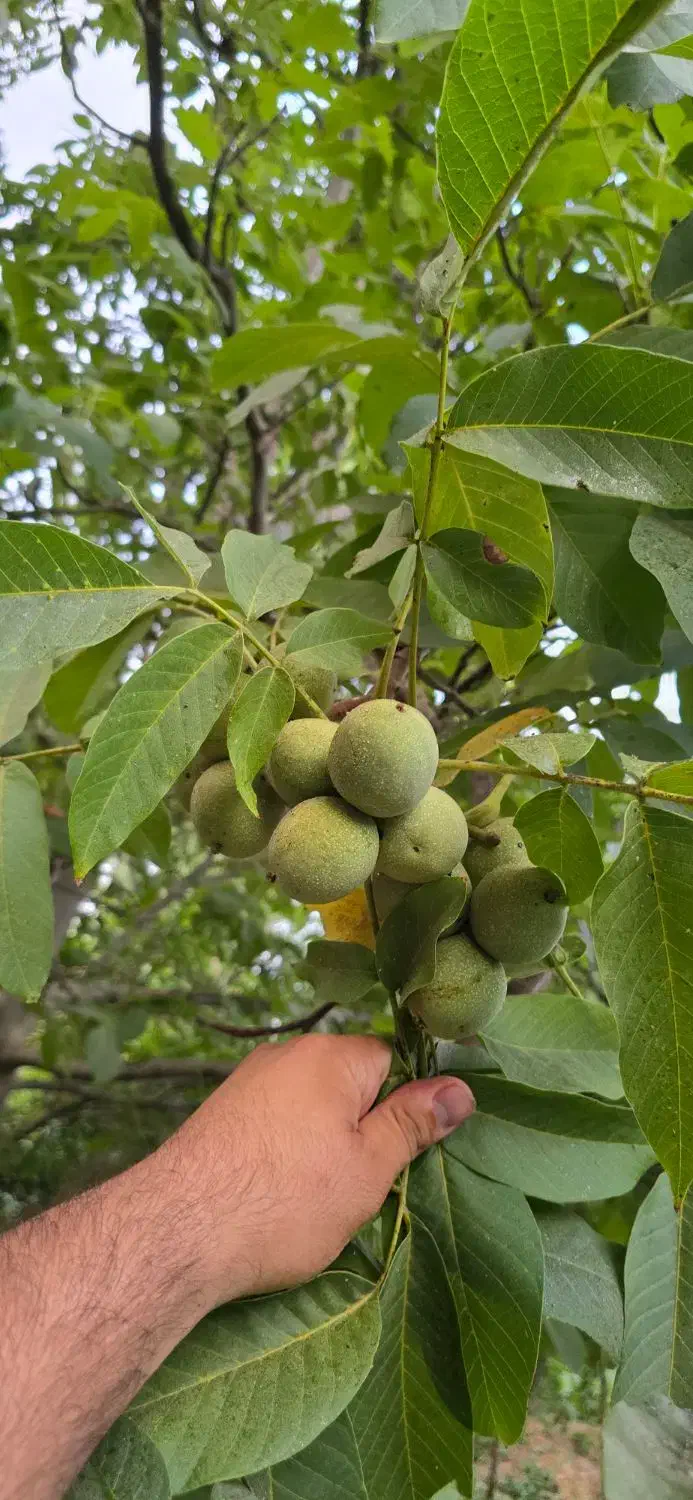 نهال گــردوی مرغوب و با سازگاری بالا|خدمات باغبانی و درختکاری|مریوان, |دیوار
