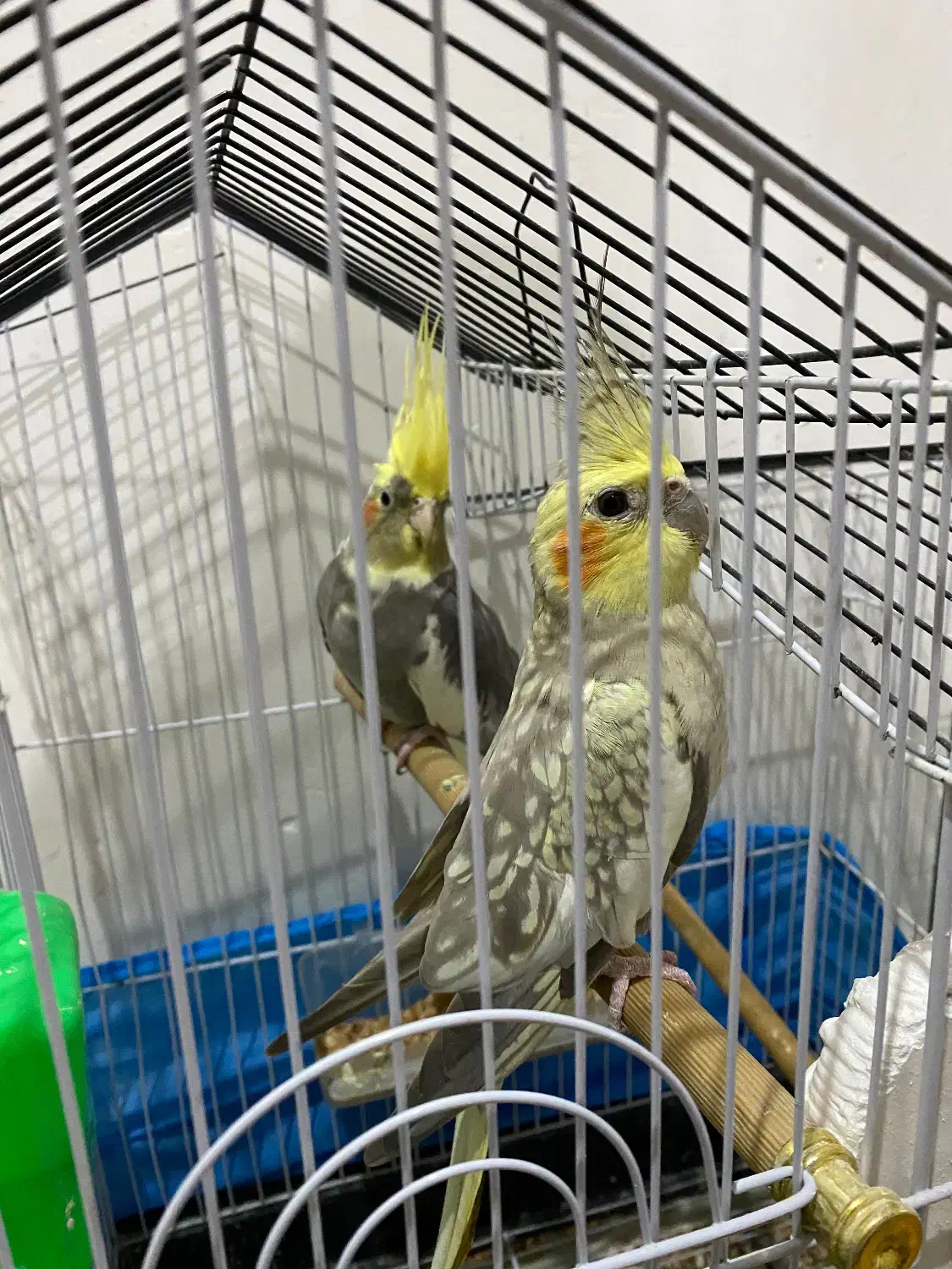 تعدادی عروس هلندی نر و ماده|پرنده|رشت, نخودچر|دیوار