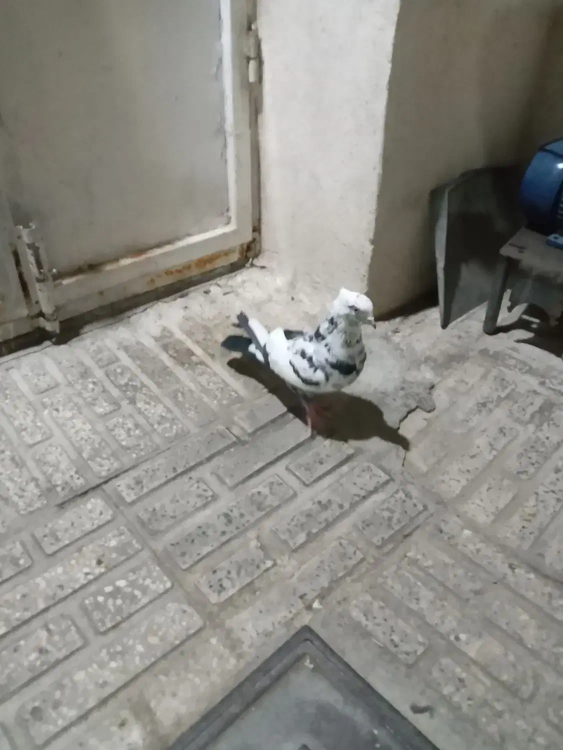 کبوترپرنده|پرنده|ماهدشت, |دیوار