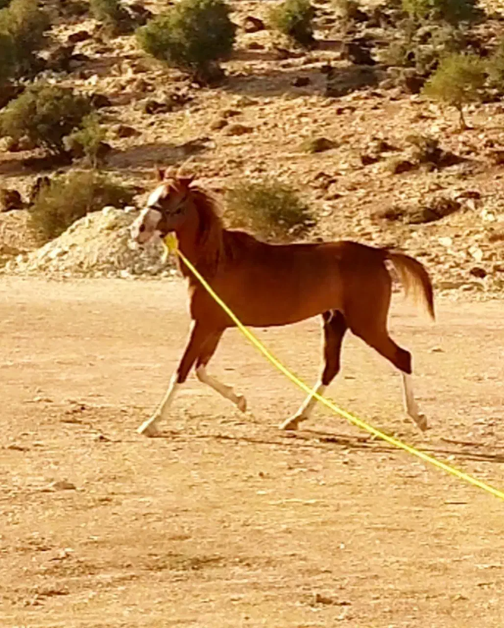 مادیان ترک|اسب و تجهیزات اسب‌سواری|نورآباد ممسنی, |دیوار