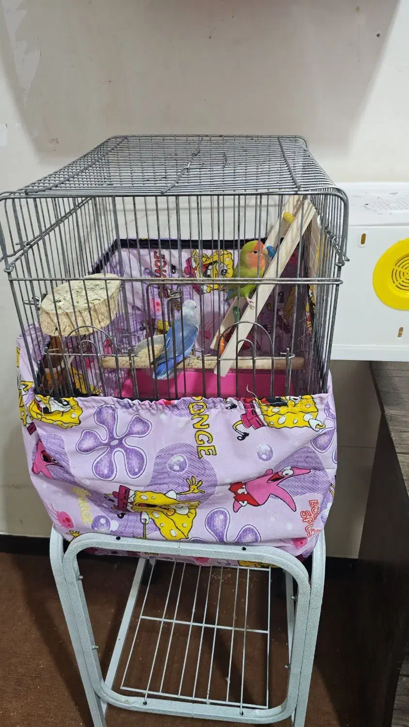 یه جفت کوتوله|پرنده|قم, بکایی|دیوار