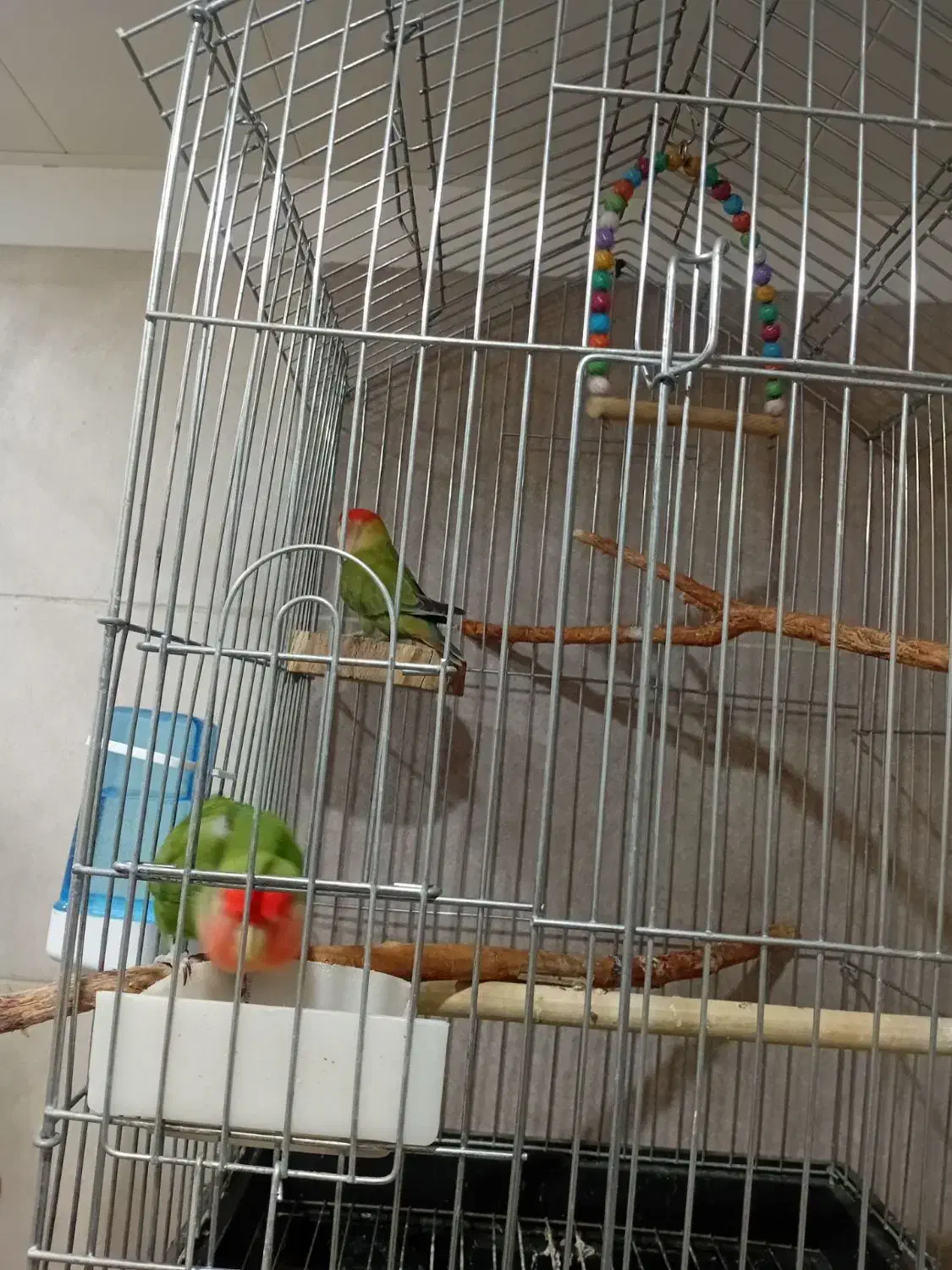 طوطی برزیلی / مرغ عشق|پرنده|شاهرود, |دیوار