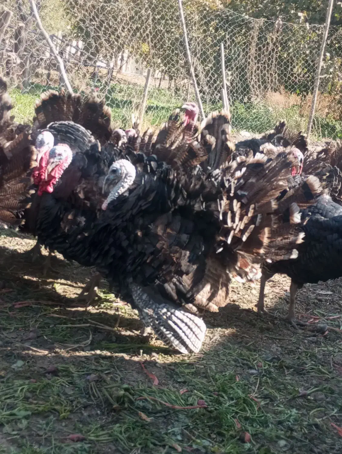 بوغلمون برنز انگلیسی|حیوانات مزرعه|بروجرد, |دیوار