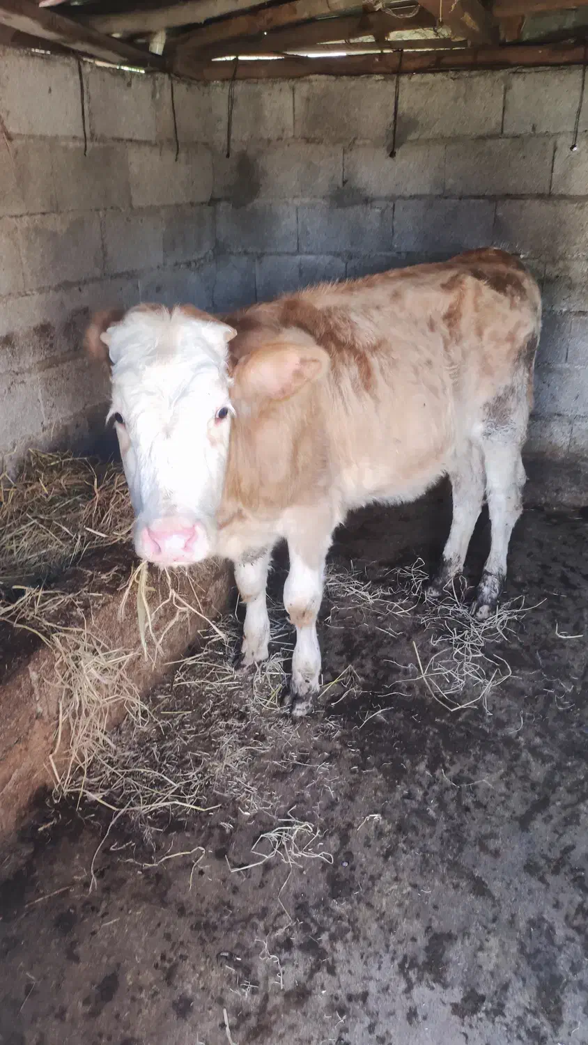 ریشه سیمینتال13ماهه|حیوانات مزرعه|شاندرمن, |دیوار