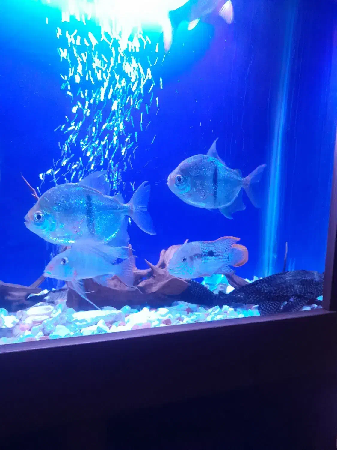 ماهی گرین تیلور بزرگ کوی|ماهی|چهاردانگه (تهران), |دیوار