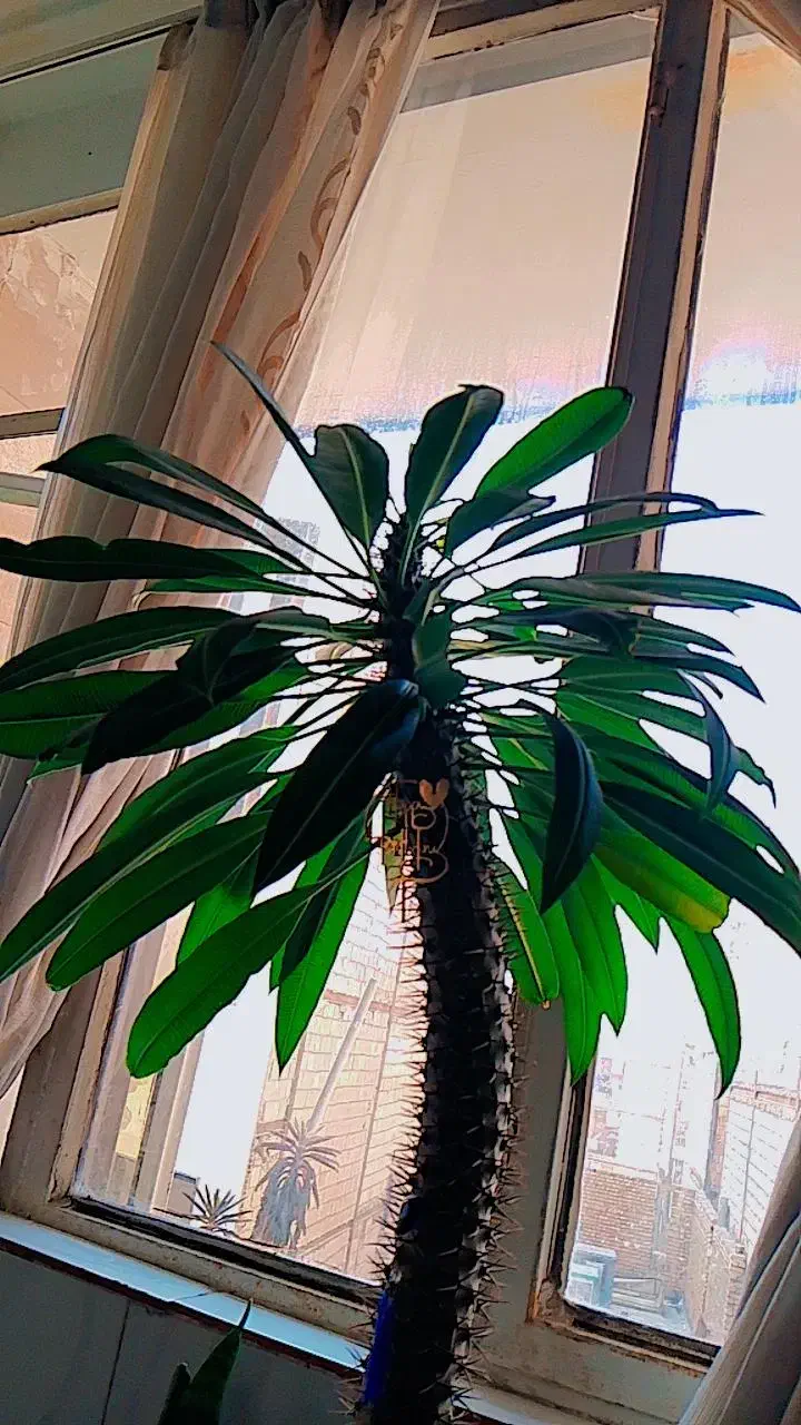 گل زیبای ماداگاسکار|گل و گیاه طبیعی|پاکدشت, پاکدشت (مامازند)|دیوار