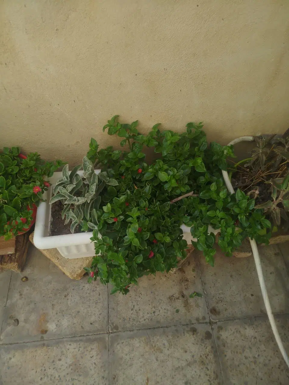 گل طبیعی|گل و گیاه طبیعی|اسلام‌شهر, شهرک قائمیه|دیوار
