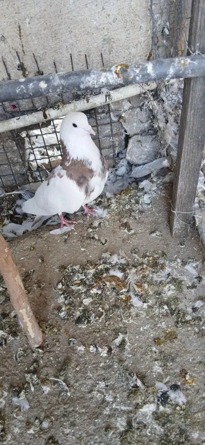 کبوتر|پرنده|ری, امین آباد|دیوار