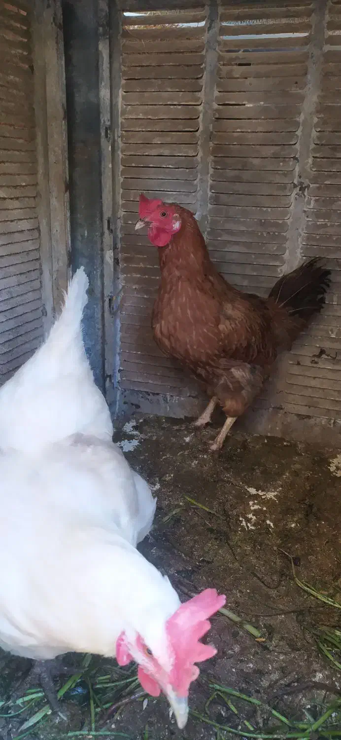 مرغ تخم گذار|حیوانات مزرعه|شاهین‌شهر, خبرنگار|دیوار