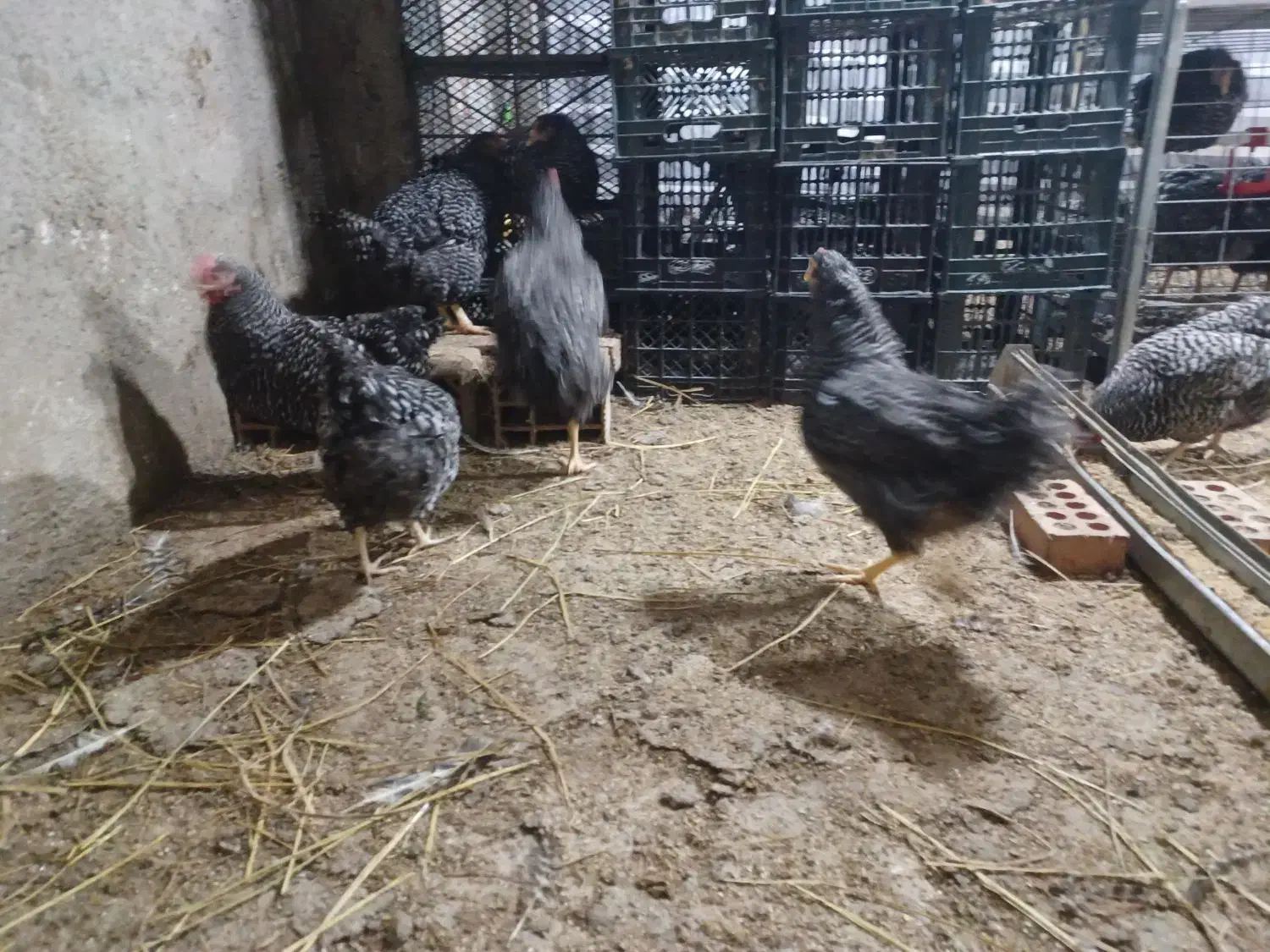 فروش جوجه یک روزه تا دوماهه نژاد مرغ آمروک|حیوانات مزرعه|گرگان, |دیوار