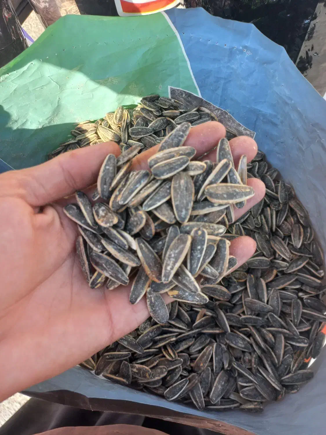 تخمه|عمده‌فروشی|ایلام, |دیوار